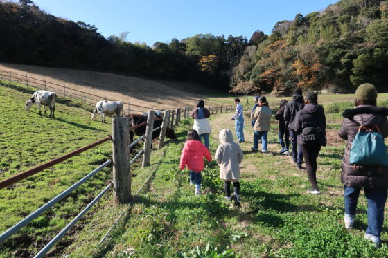 TOUR 4P's Cow Farm Tour