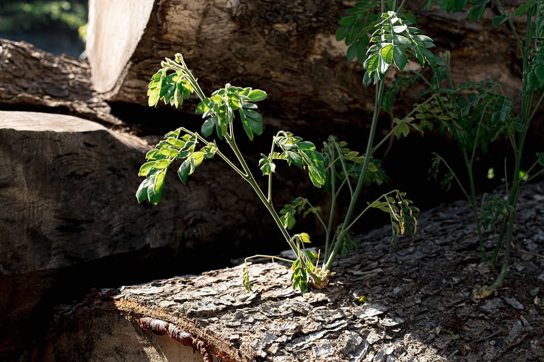 WOOD WITH SOUL: The Craft of Bimo Kudro | News | Pizza 4P's