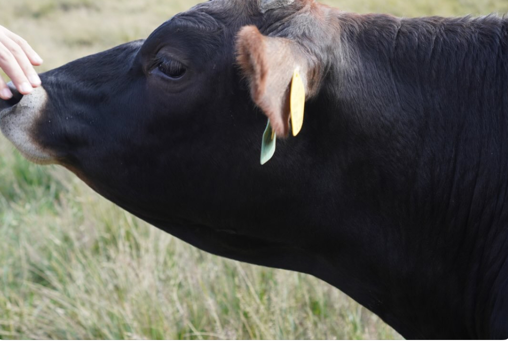 2025 | News | Pizza 4P's Japan